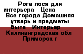 Рога лося для интерьера › Цена ­ 3 300 - Все города Домашняя утварь и предметы быта » Интерьер   . Калининградская обл.,Приморск г.